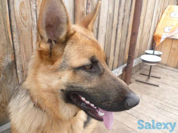 Щенки немецкой овчарки, фотография 5