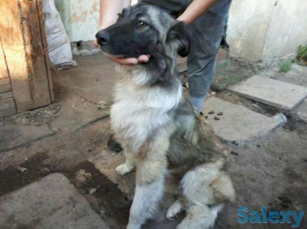 Продам молодую собаку, фотография 1