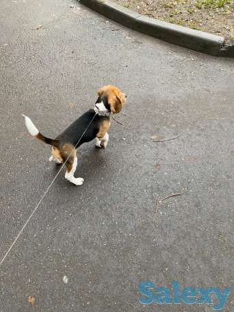 Бигль щенок, фотография 2