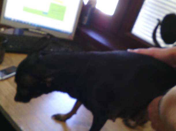 собачку срочно, фотография 11