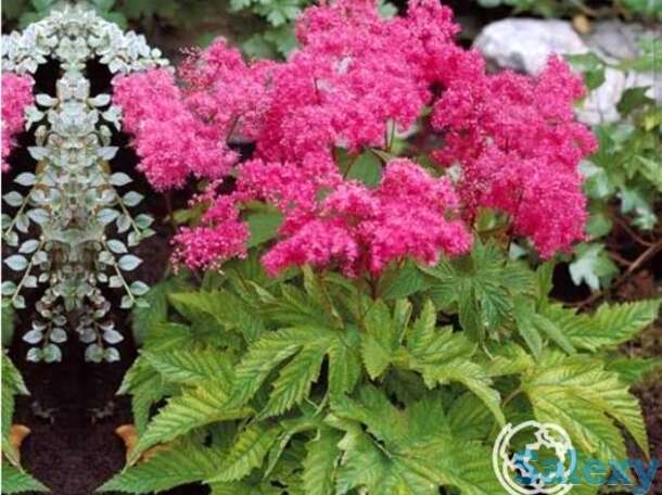 Лабазник (таволга) Элеганс, фотография 1