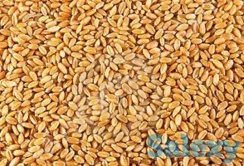 Пшеница мягкая, 3 класс, фотография 1