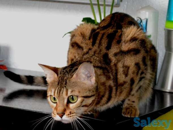 Самые трогательные бенгальские котята, фотография 1