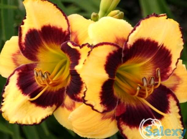 Лилейник калико джэк, фотография 1