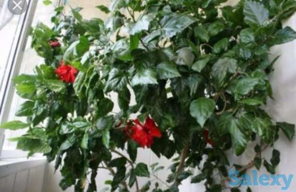 Комнатные цветы, фотография 2