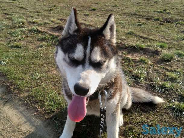 Сибирская хаски, фотография 1