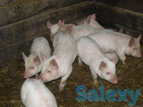Продам поросят, фотография 1