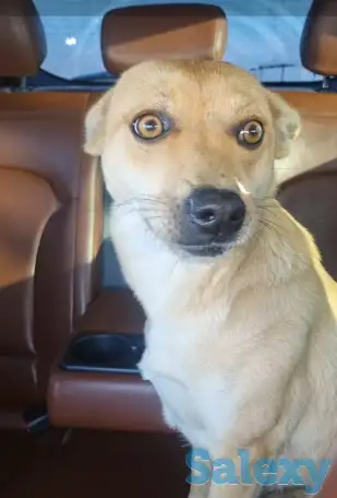 Милашки ищут дом., фотография 1