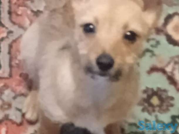 Продам щенков, фотография 1