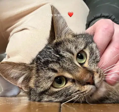 Кошка в добрые руки  по имени Пружинка, фотография 1
