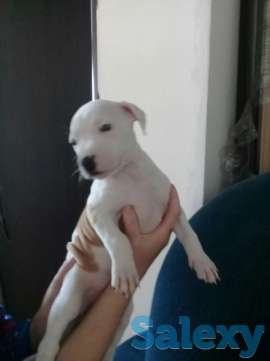 Породам щенков питбуля, фотография 3