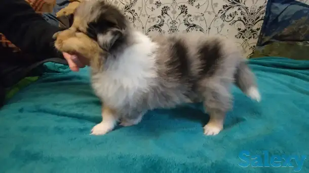 Щенки колли, фотография 11