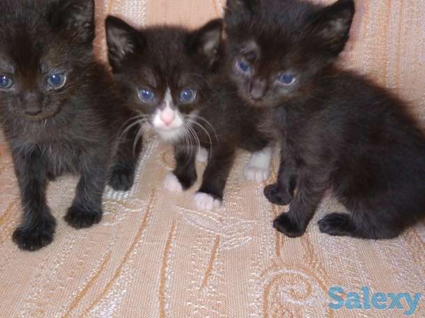 отдам котят, фотография 2