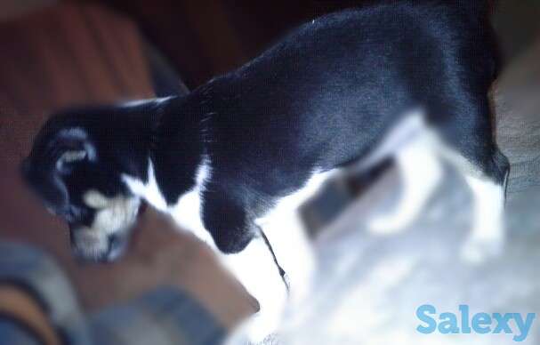 Заводные девчёнки., фотография 1