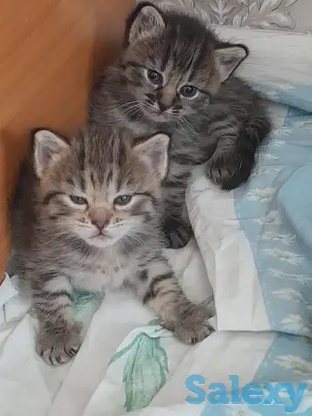 Отдам котят, фотография 2