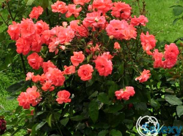 Роза Мюнхен Киндл флорибунда, фотография 1