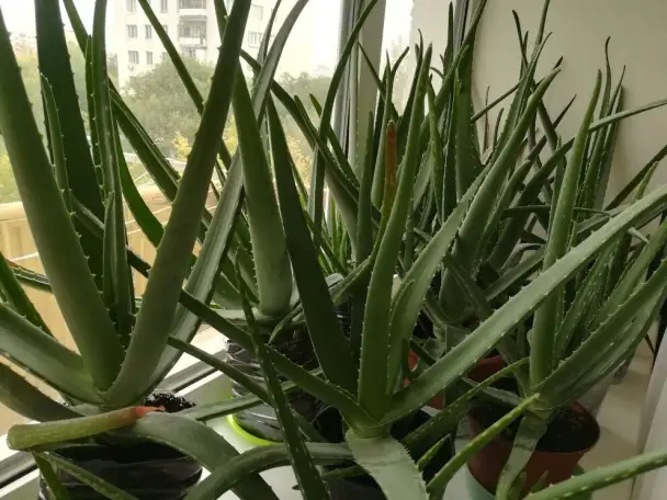 Продам на лекарство алоэ Вера, фотография 1