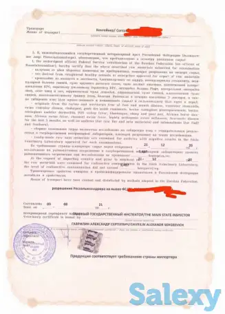 Продам панты (рога ) северных оленей, фотография 3