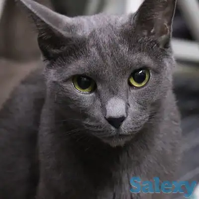 Подарю молодую кошечку, фотография 1