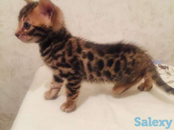 Продам котят. Порода Бенгал, фотография 7