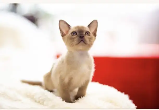 БУРМАНСКИЕ КОТЯТА С РОДОСЛОВНОЙ  АЛМАТЫ  доставка по Кз и в другие страны присутствует, фотография 1