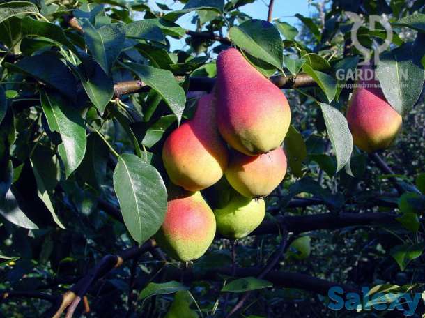 Саженцы плодовых и декрраиивных кустарников, фотография 9