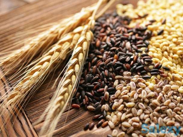 Продаю зерновые культуры, фотография 1