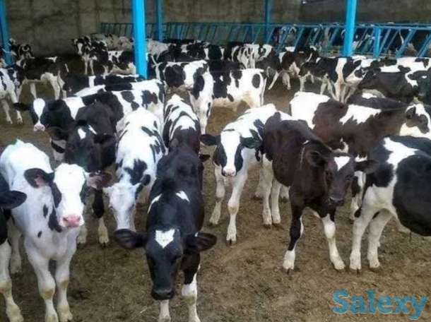 Бычки бычок телята теленок абузау крс голштин сементал герефорд белоголовые лимузин колмыки ангус голштин, фотография 1