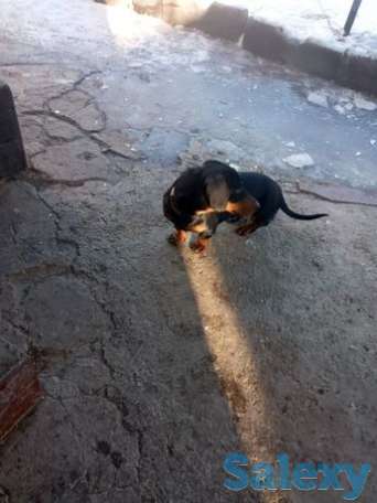 В хорошие руки. Такса, фотография 1