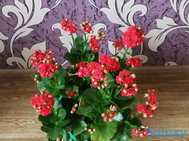 Комнатные цветы, фотография 9