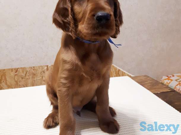 Щенки ирландского сеттера, фотография 5