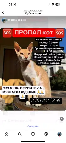 ПРОПАЛ КОТ породы СФИНКС велюровый рыжий, фотография 1