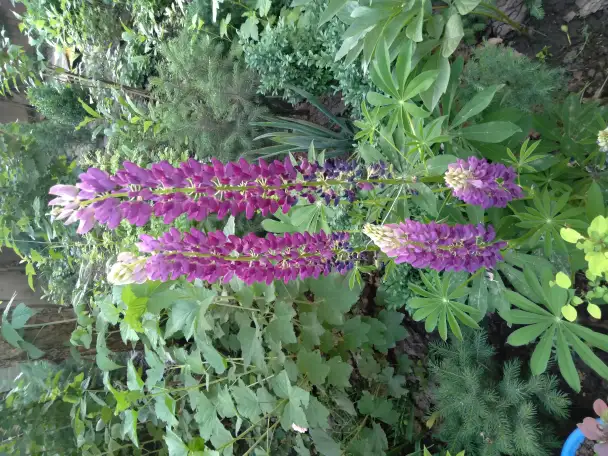 Садовые деревья цветущие и ягодные кустарники цветы многолетки, фотография 6