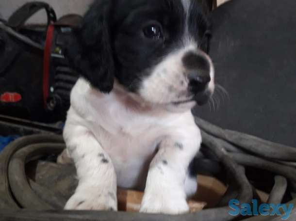 Продам щенков спаниеля, фотография 2