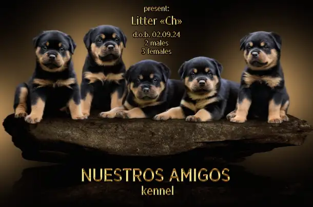 Продаю породистых щенков, фотография 3