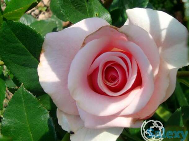 Роза Вивальди чайно-гибридная, фотография 1