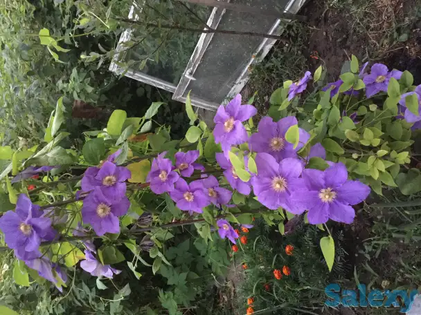 клематисы - цветущая лиана, фотография 2