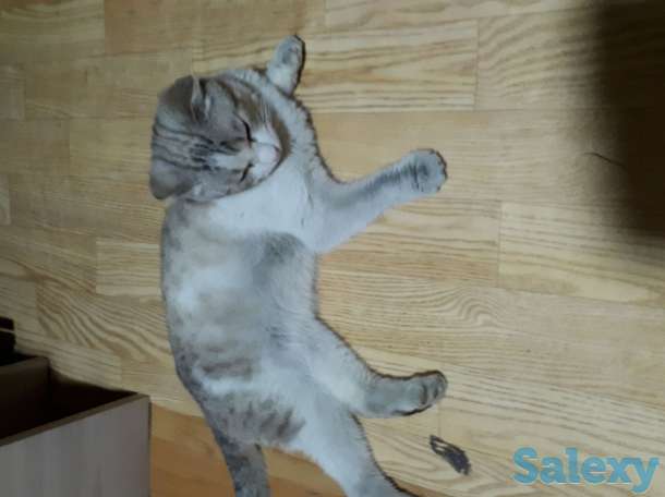 Отдам бесплатно шотландского вислоухого котенка, фотография 1