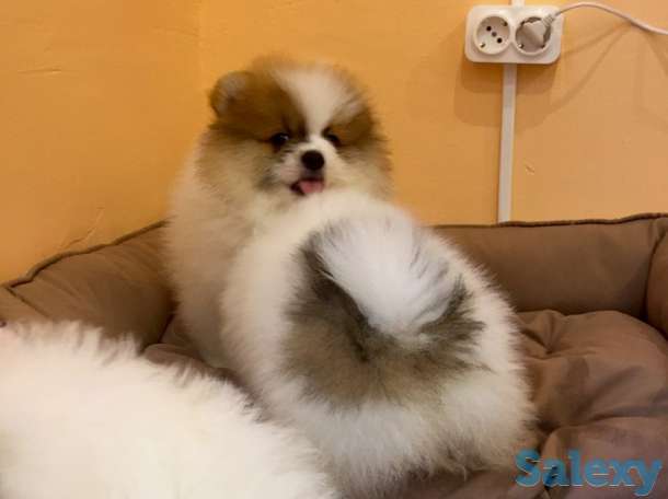 Щенки шпица: мальчик и девочка с вет.паспортами, фотография 7