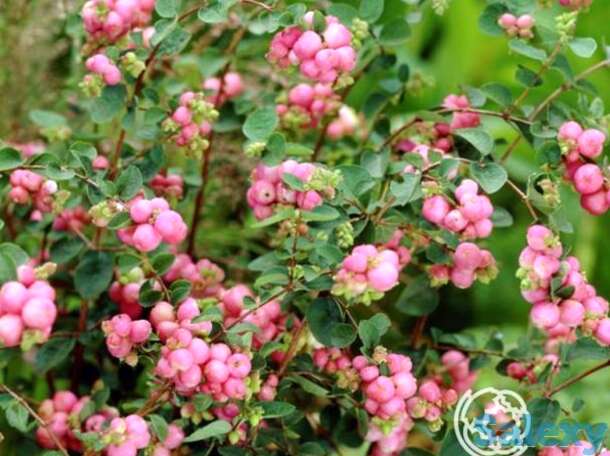 Снежноягодник мазер оф перл, фотография 1