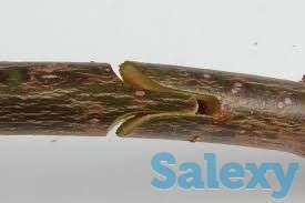 Прививочный секатор. Сад., фотография 1