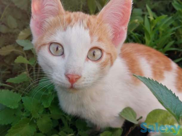 Отдам котят в добрые руки!, фотография 5