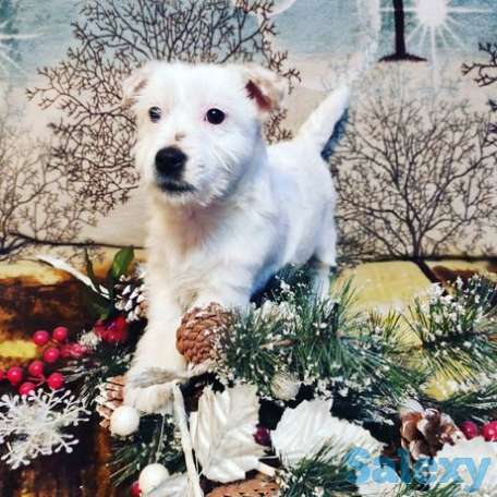 Продам джек рассел терьер, фотография 1