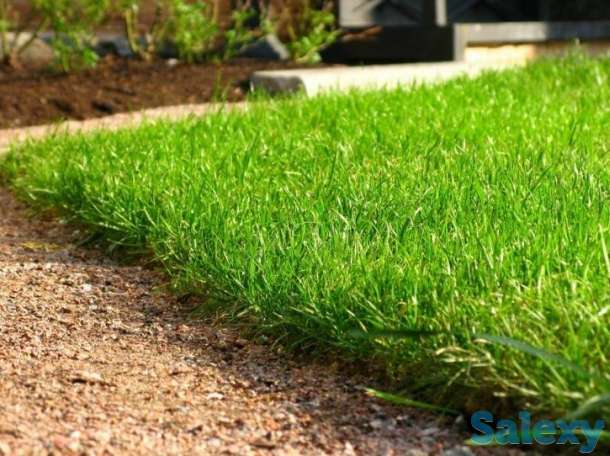 Многолетний газон, фотография 2