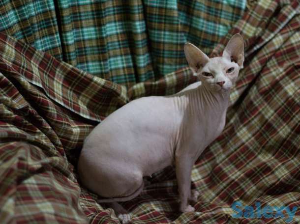 котята на продажу, фотография 5