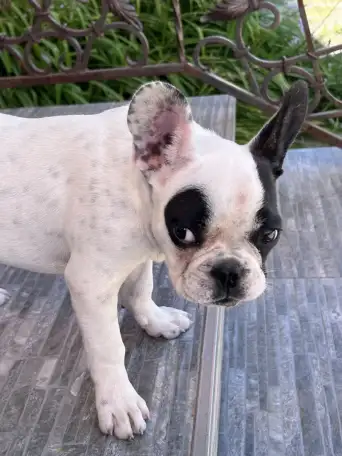 Щенок Французкого бульдога мальчик, 4 месяца, фотография 4