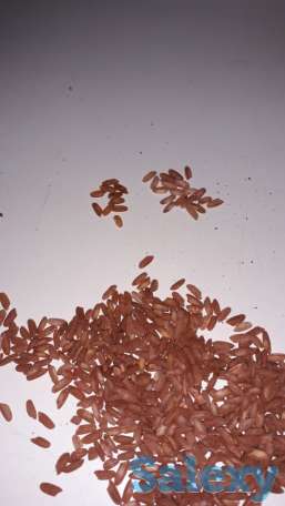 узгенский рис девзира, фотография 2