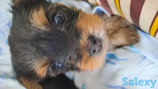 Продам, фотография 2