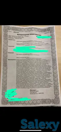 Продам панты (рога ) северных оленей, фотография 2