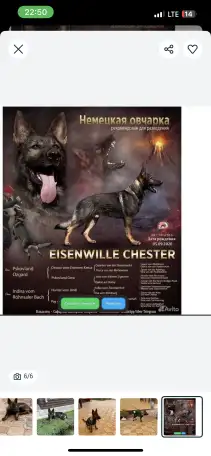 Немецкая овчарка, фотография 1